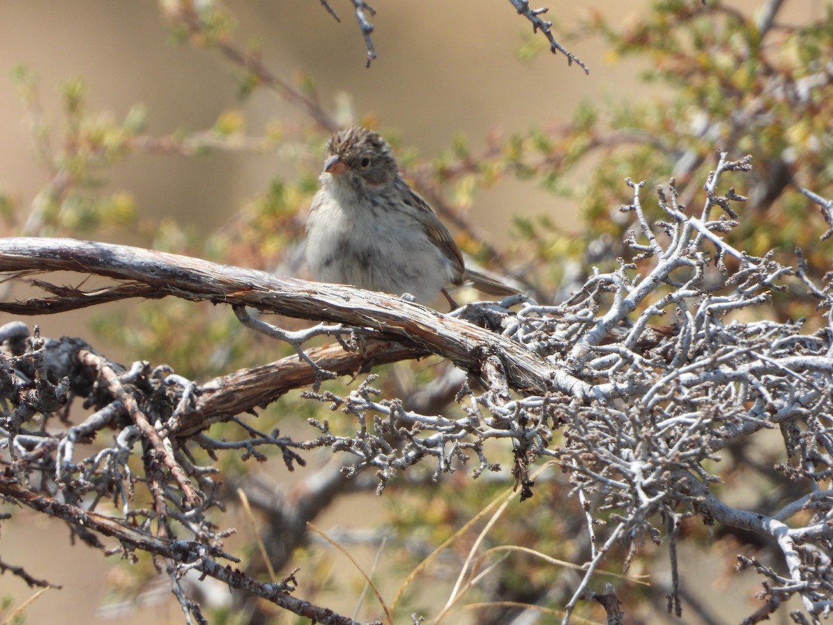Brewer's Sparrow - ML621945990