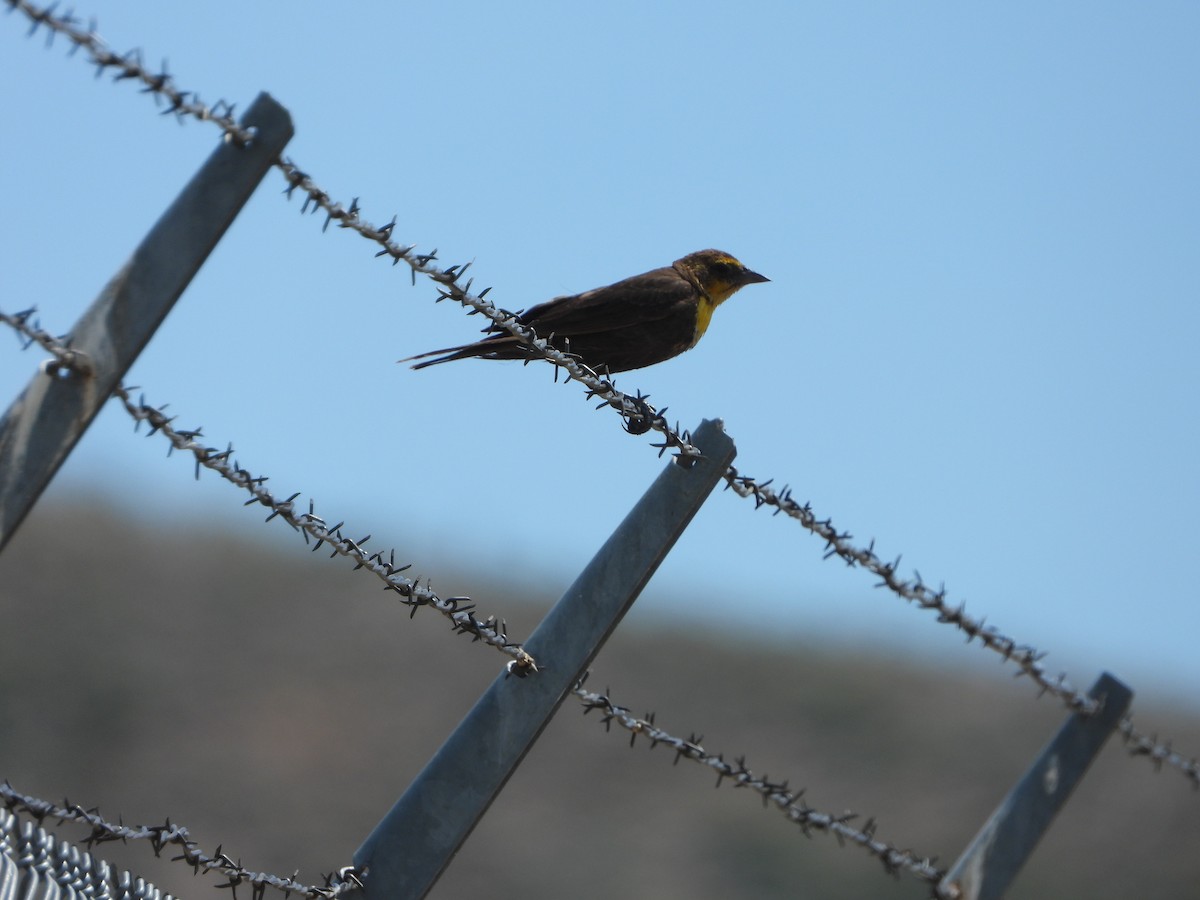 Yellow-headed Blackbird - ML621945993