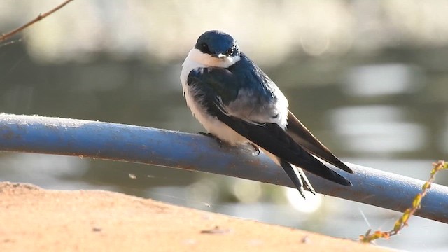 Hirondelle à ailes blanches - ML621946001