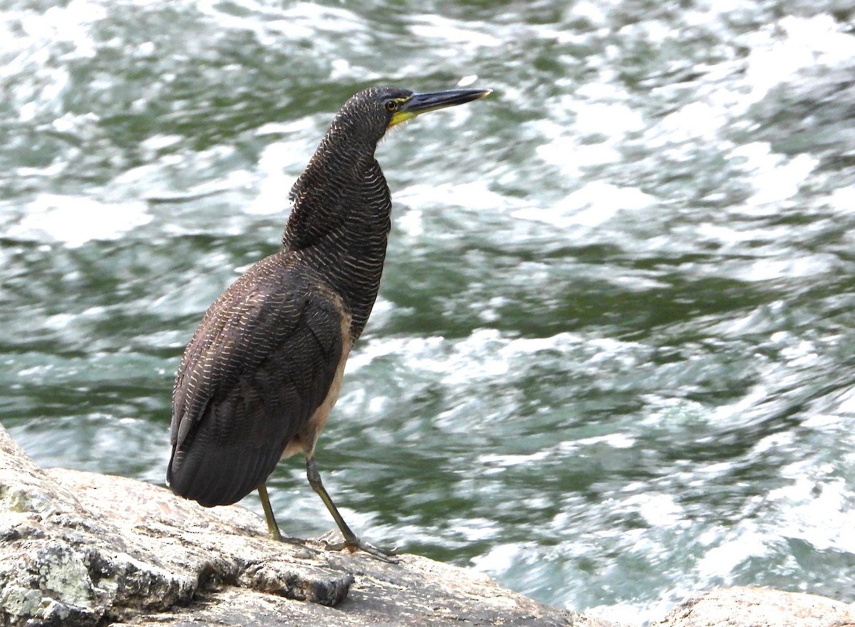 Fasciated Tiger-Heron - ML621946115