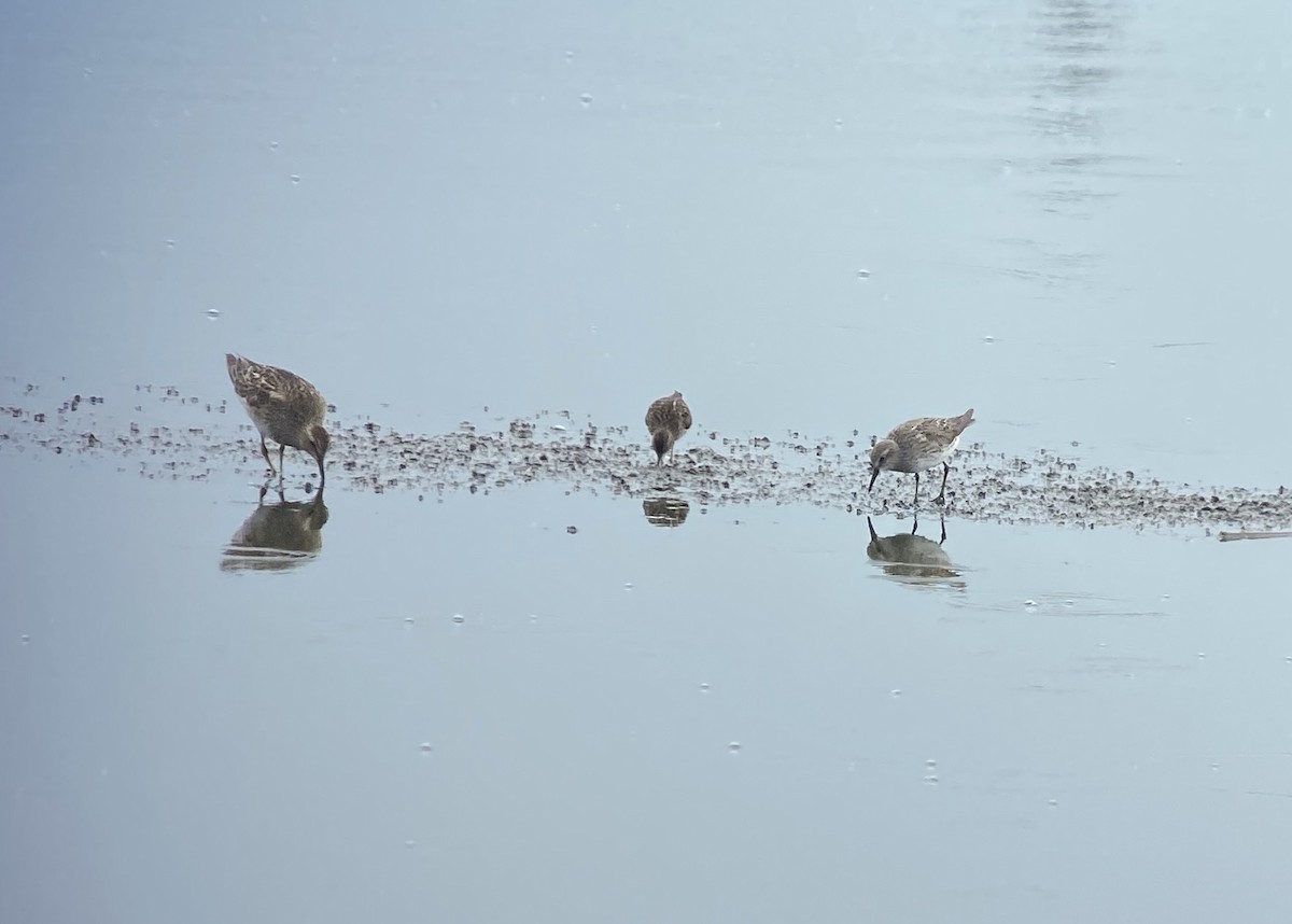 White-rumped Sandpiper - ML621946123