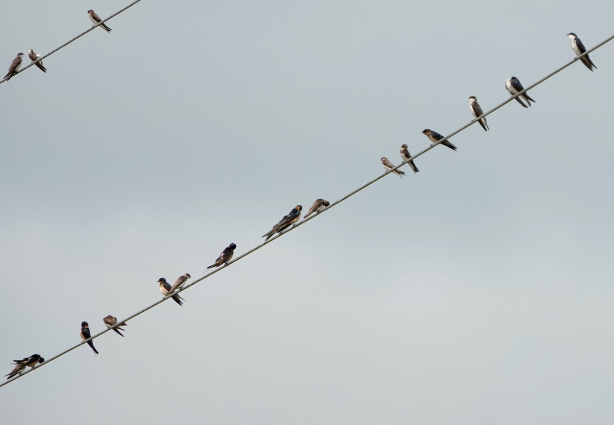 Barn Swallow - ML621946158