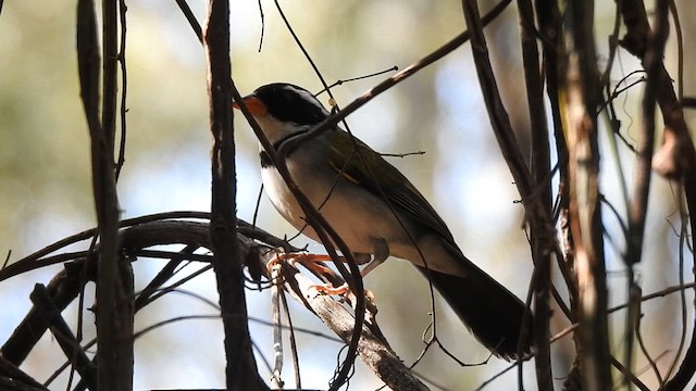 Saffron-billed Sparrow - ML621946182