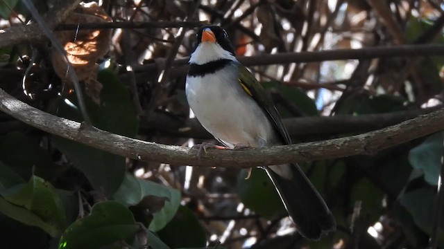 Saffron-billed Sparrow - ML621946184