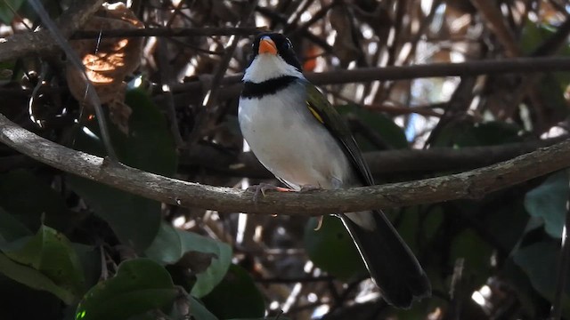 Saffron-billed Sparrow - ML621946184