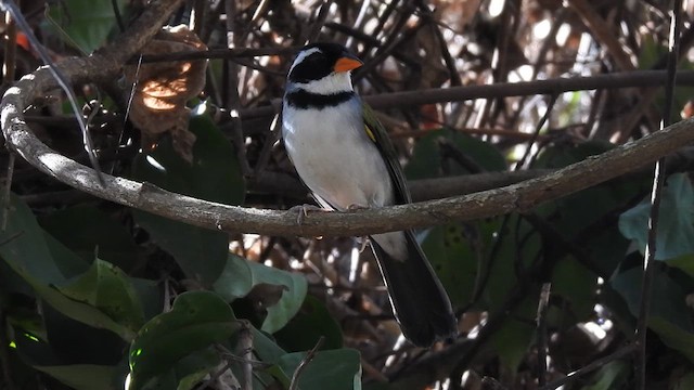 Saffron-billed Sparrow - ML621946185