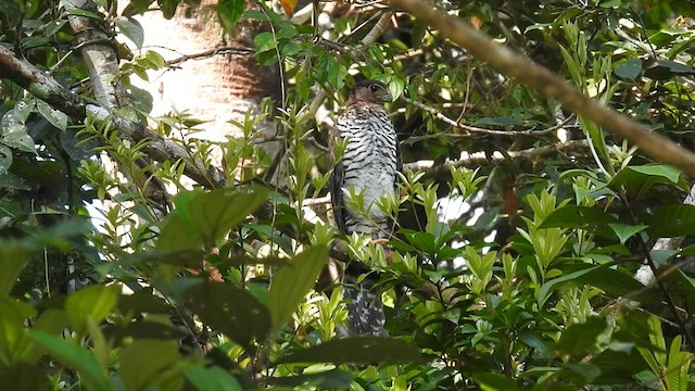 Collared Forest-Falcon - ML621946208