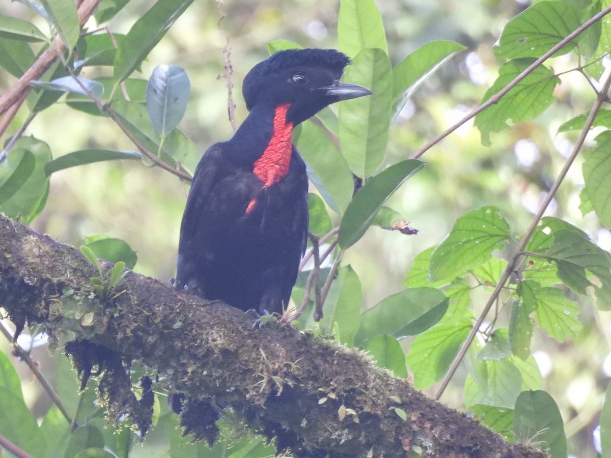 Bare-necked Umbrellabird - ML621946302