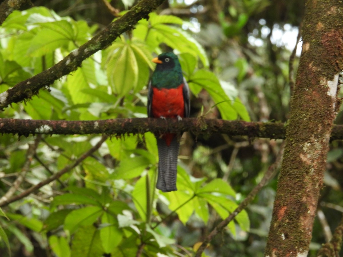 Lattice-tailed Trogon - ML621946350