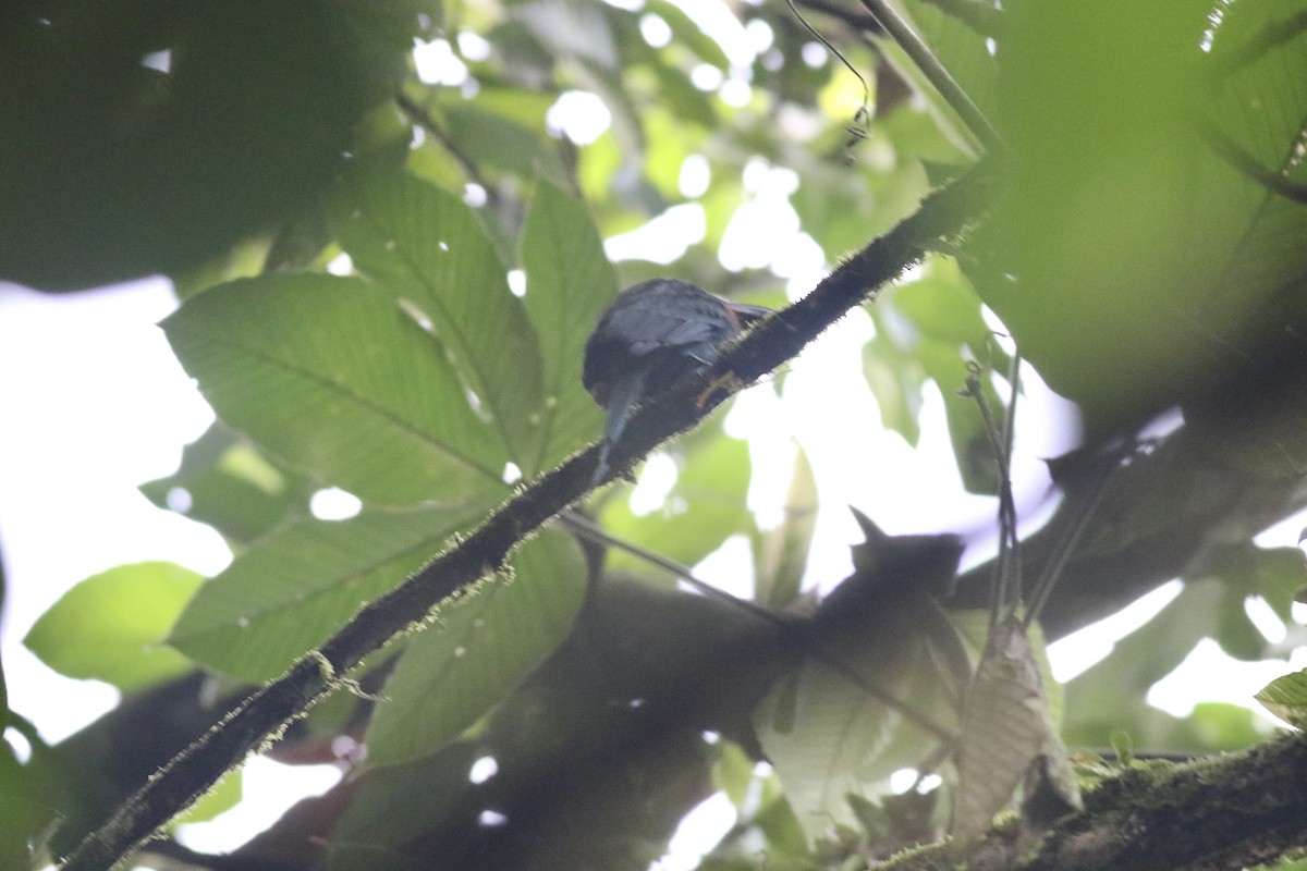 Broad-billed Motmot (Broad-billed) - ML621946365