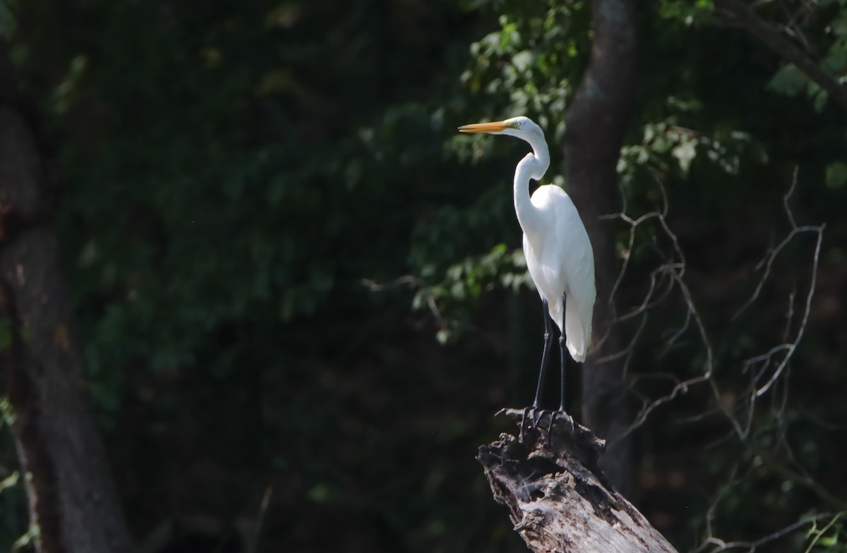Great Egret - ML621946383