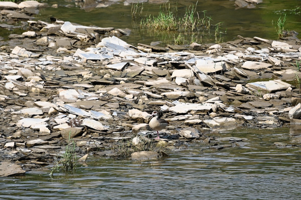 Nilgans - ML621946393