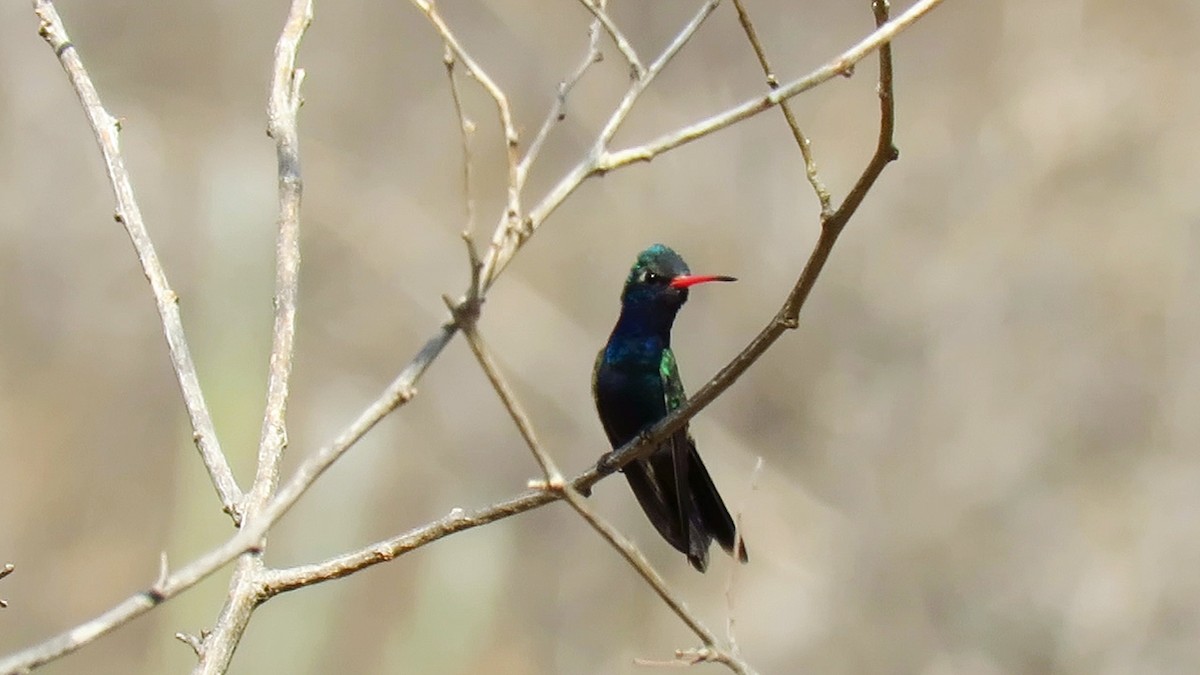 Colibri de Doubleday - ML621946396