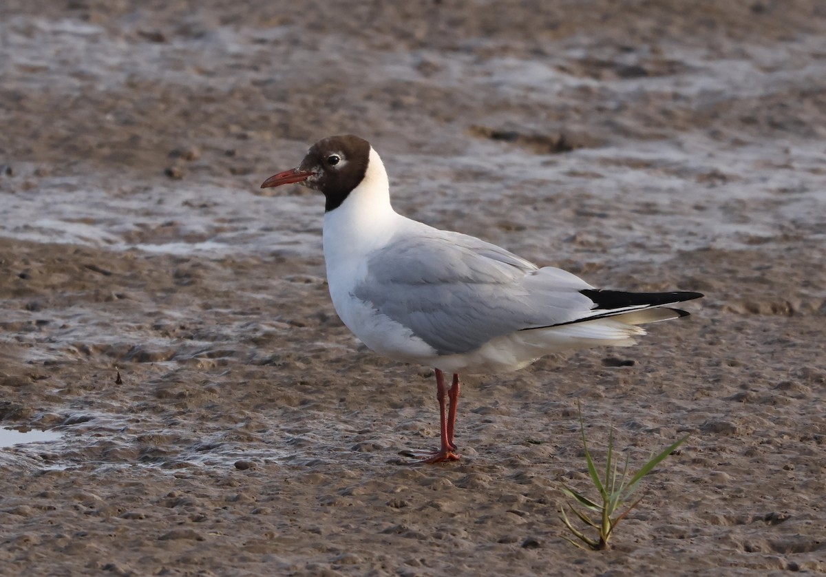 Black-headed Gull - ML621946467