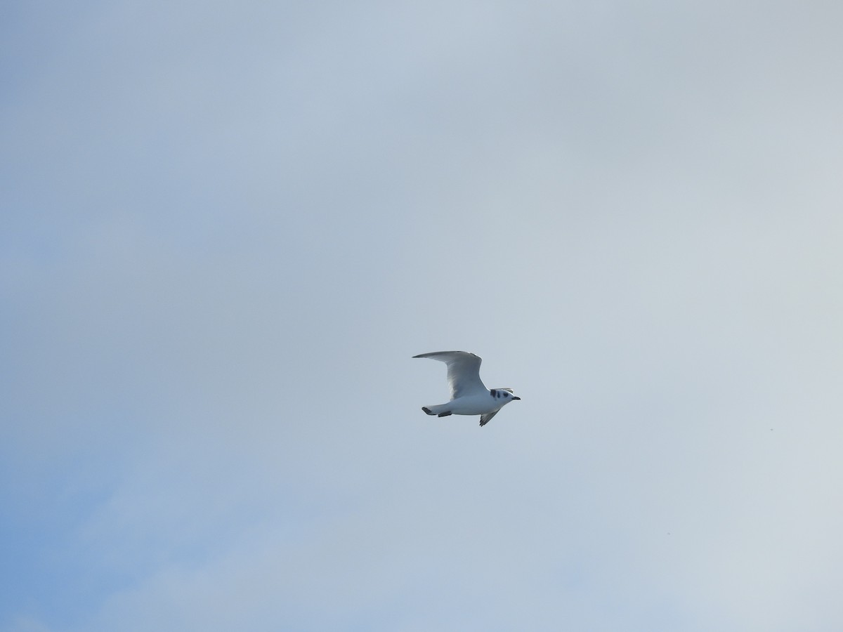 Black-legged Kittiwake - ML621946529