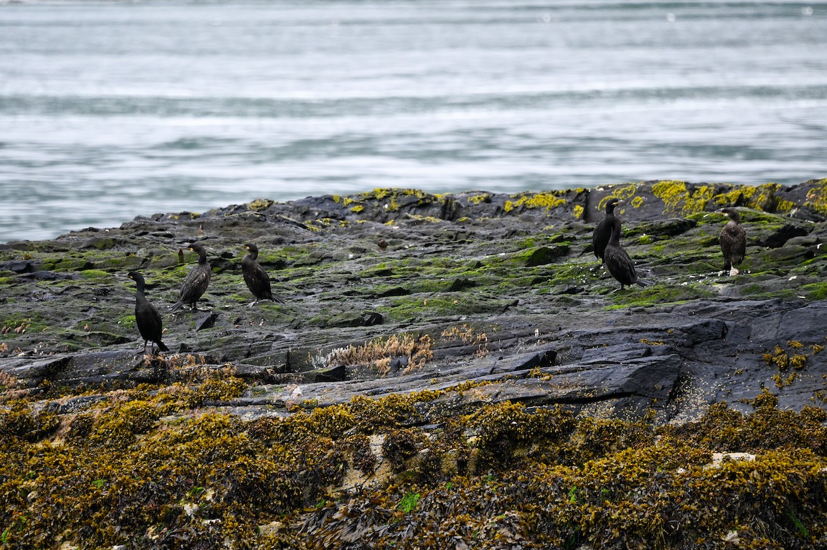 Cormorán Moñudo - ML621946599