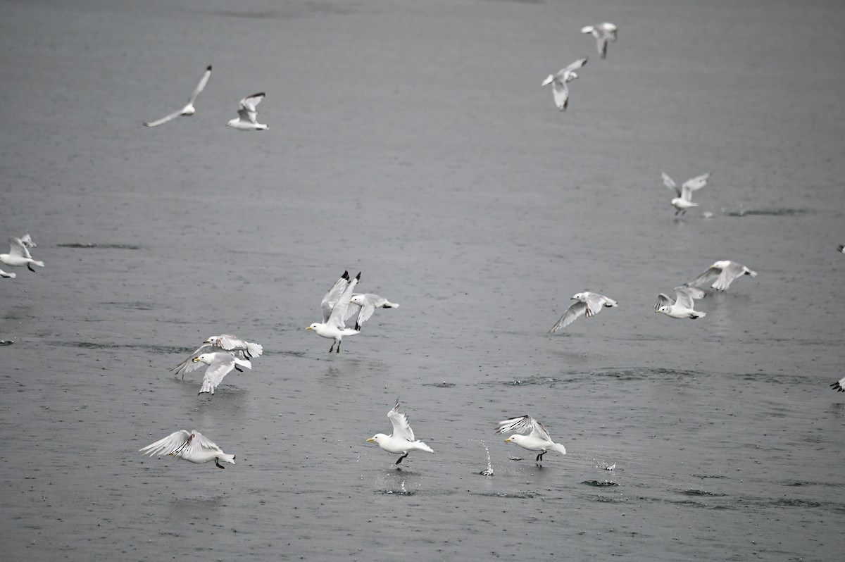 Black-legged Kittiwake - Kiirsti Owen