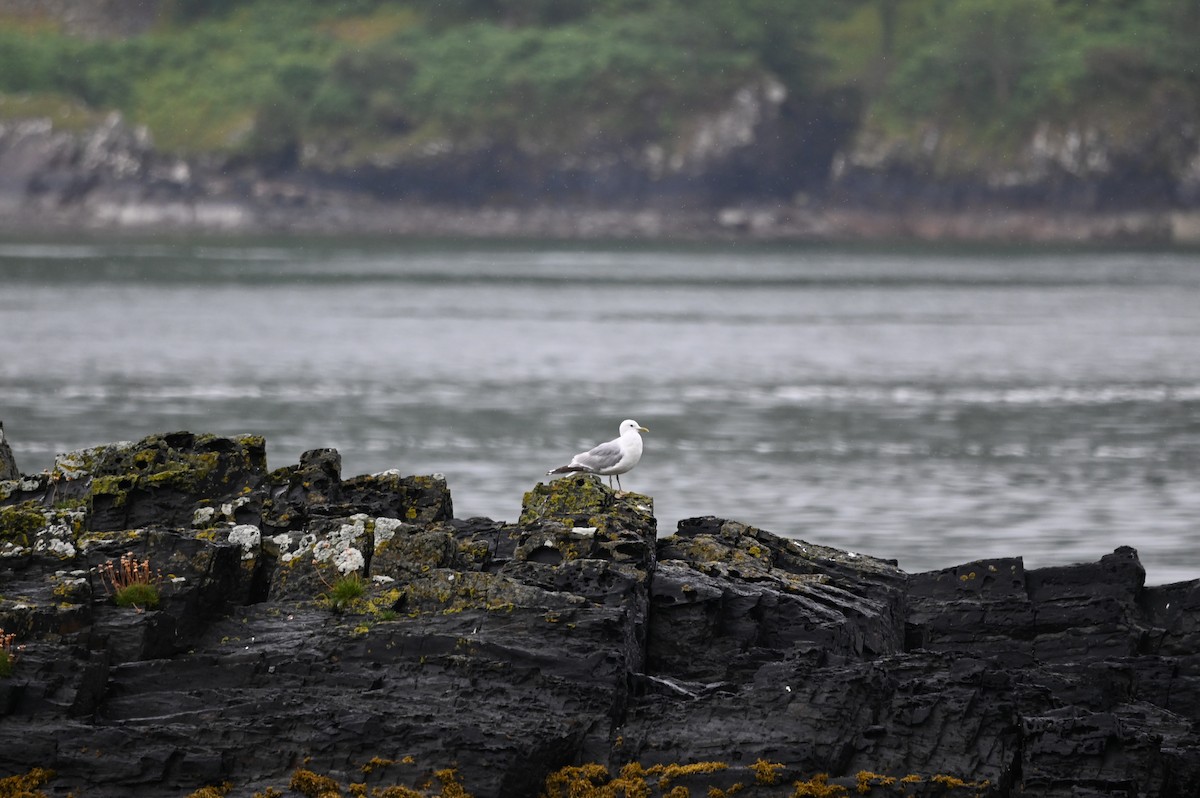 Common Gull - ML621946628