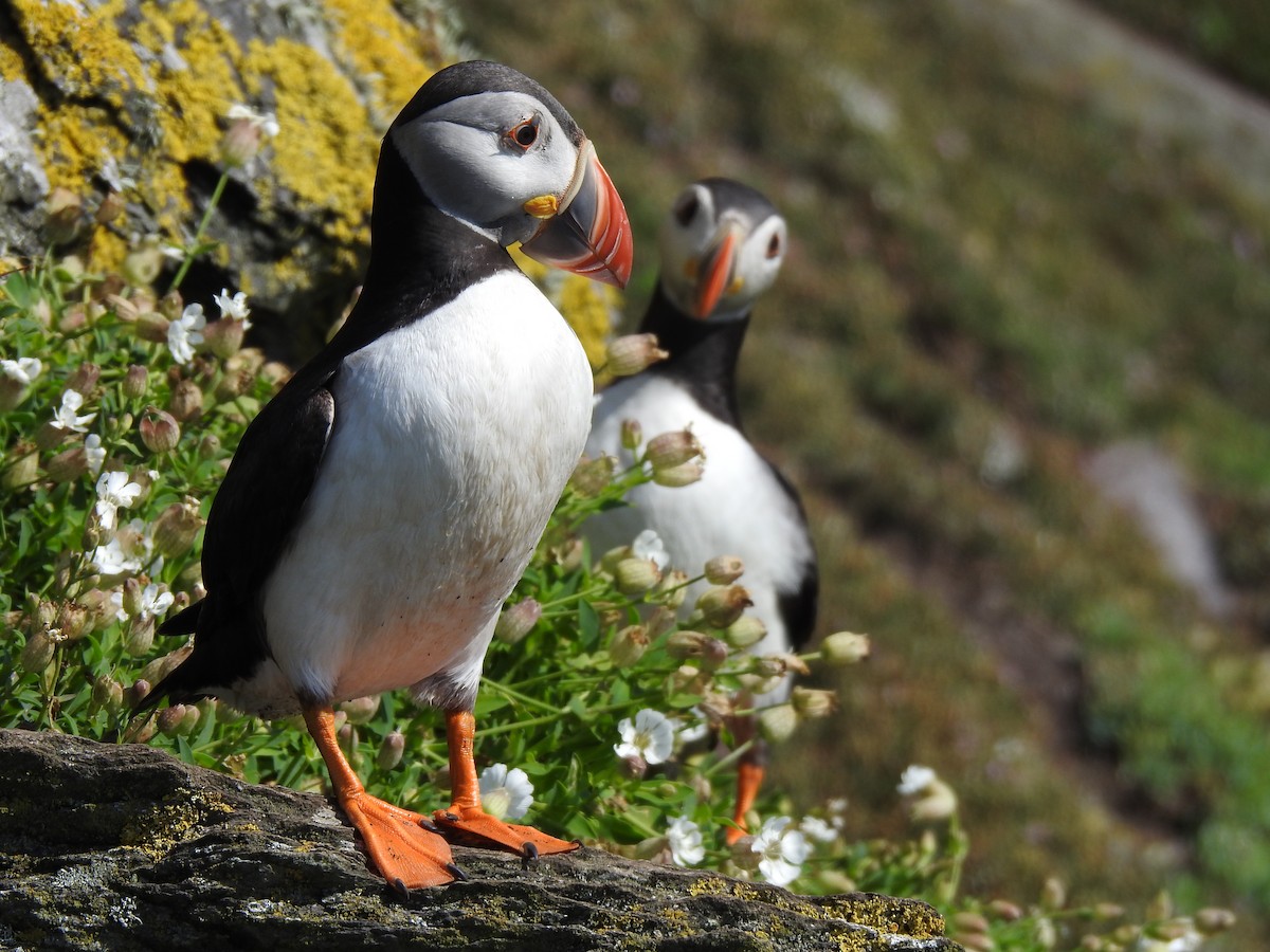 Atlantic Puffin - ML621946698