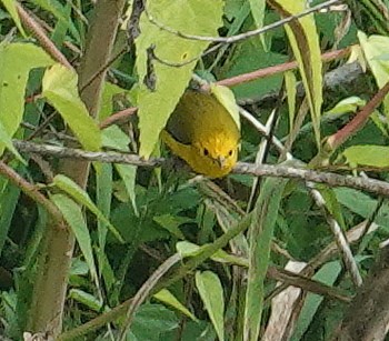 Prothonotary Warbler - ML621946703