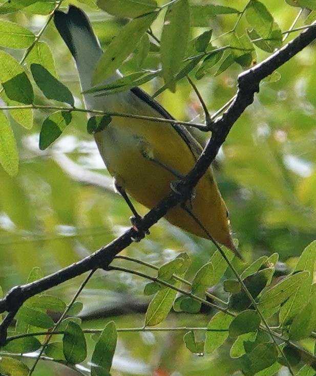 Prothonotary Warbler - ML621946712