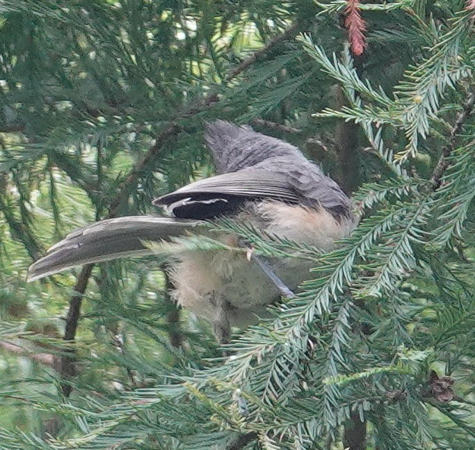 Tufted Titmouse - ML621946721