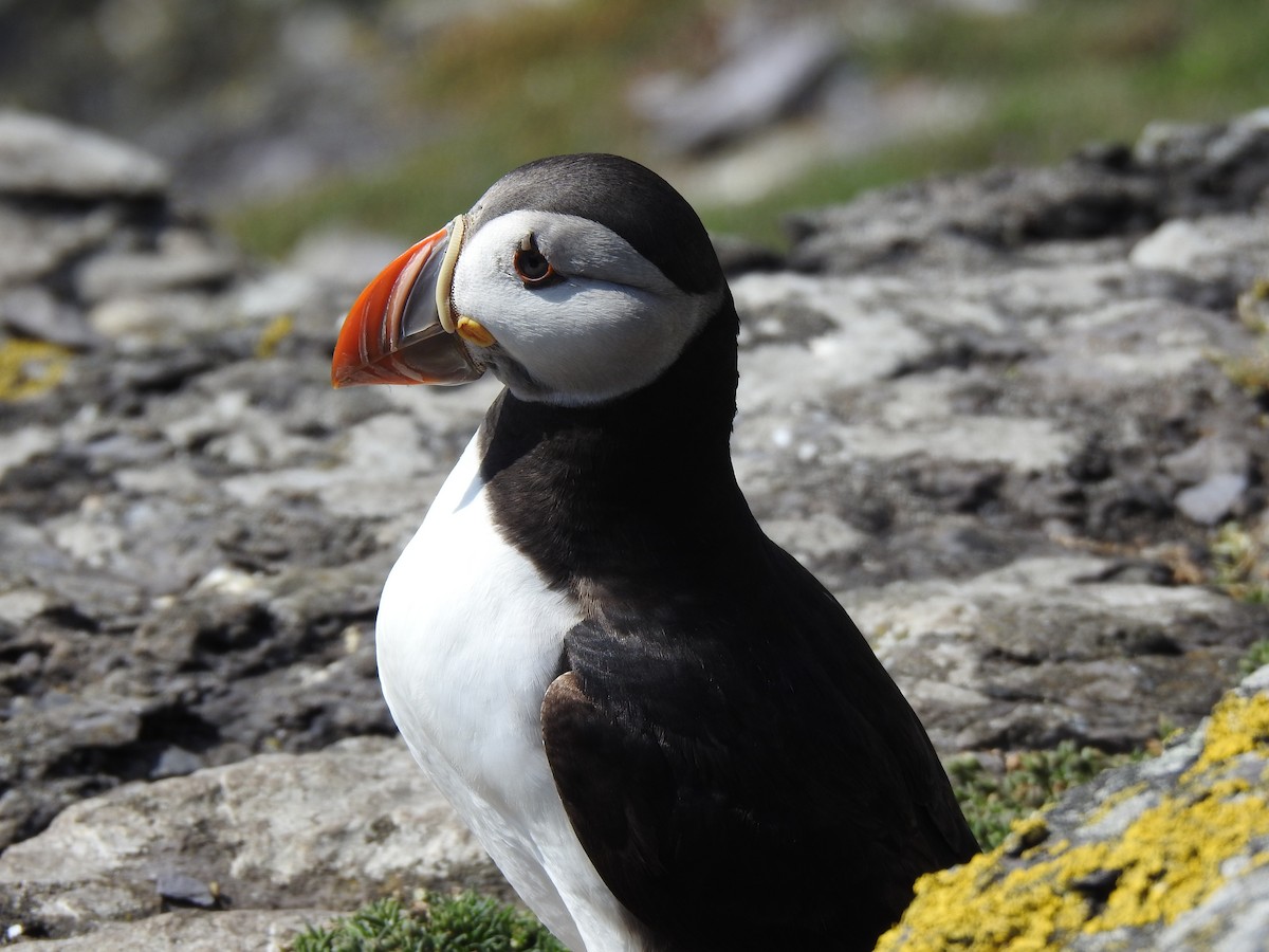 Atlantic Puffin - ML621946728