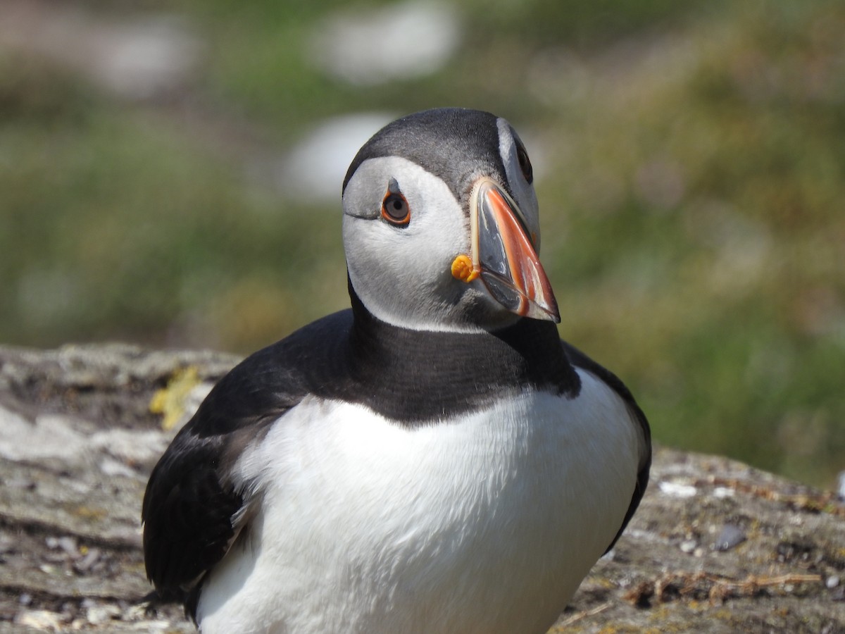 Atlantic Puffin - ML621946734