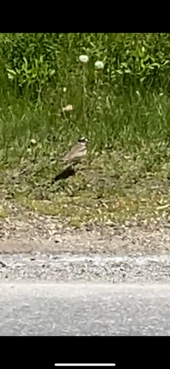 Killdeer - ML621946766
