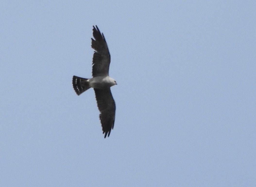 Mississippi Kite - ML621946793