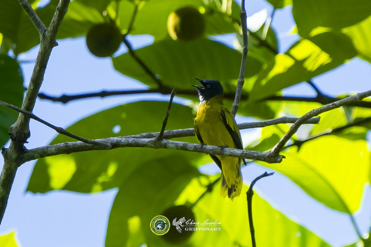 Black-headed Bulbul - ML621946795