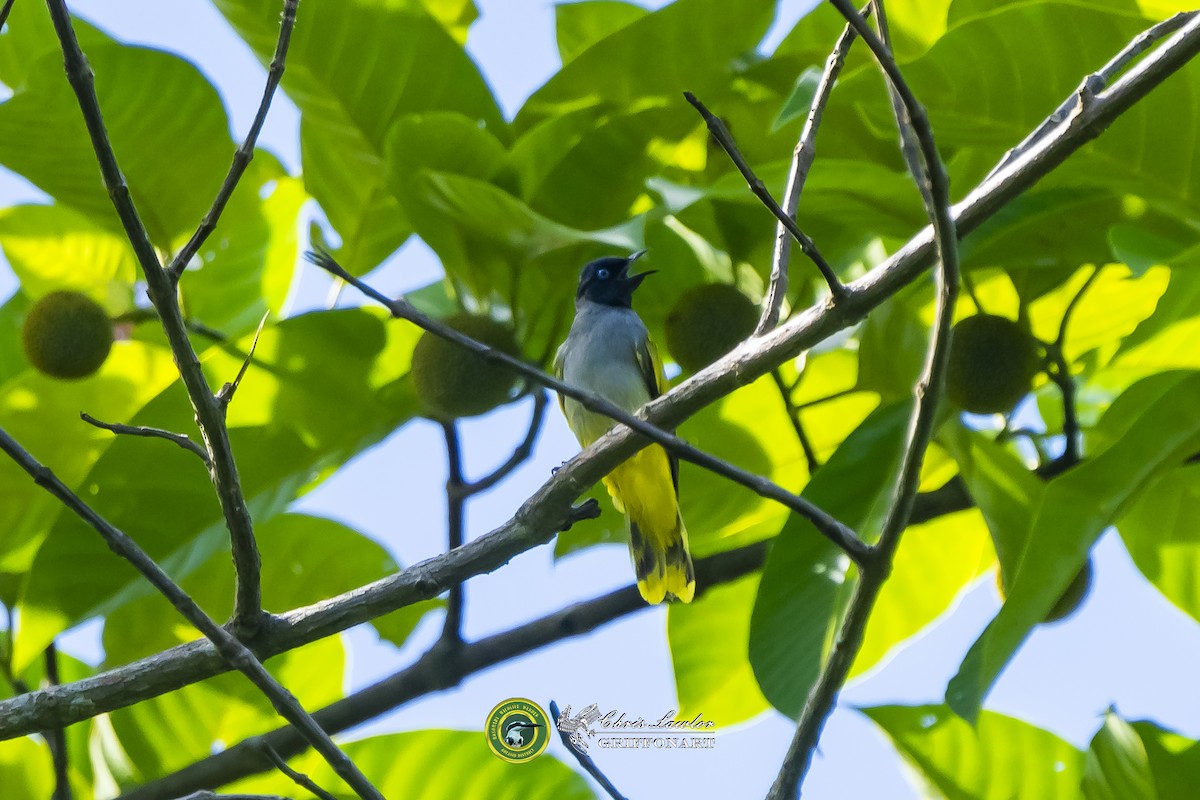 Black-headed Bulbul - ML621946796