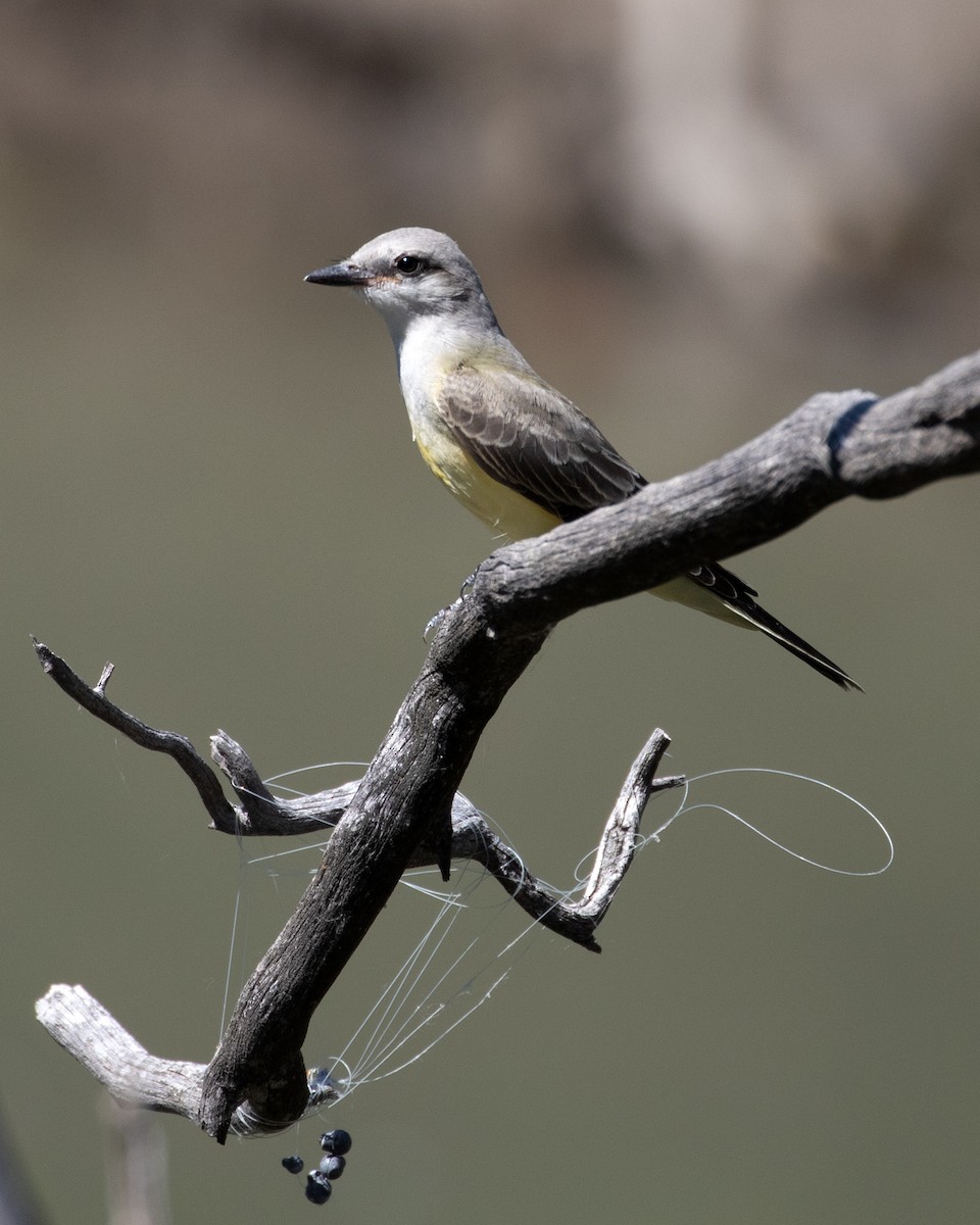 Western Kingbird - Don Marsh