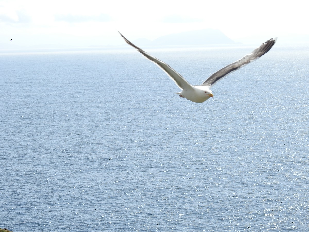 Herring Gull - ML621946849