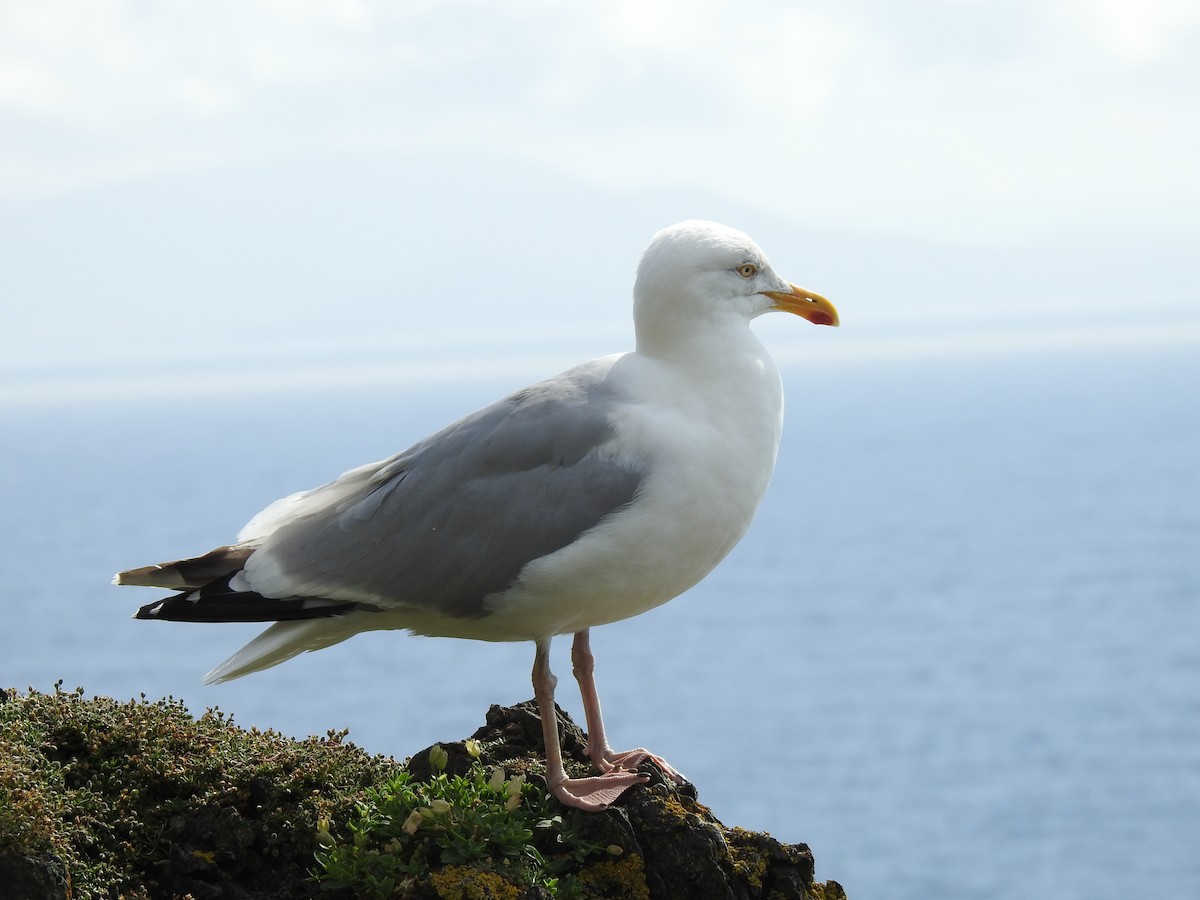 Herring Gull - ML621946852