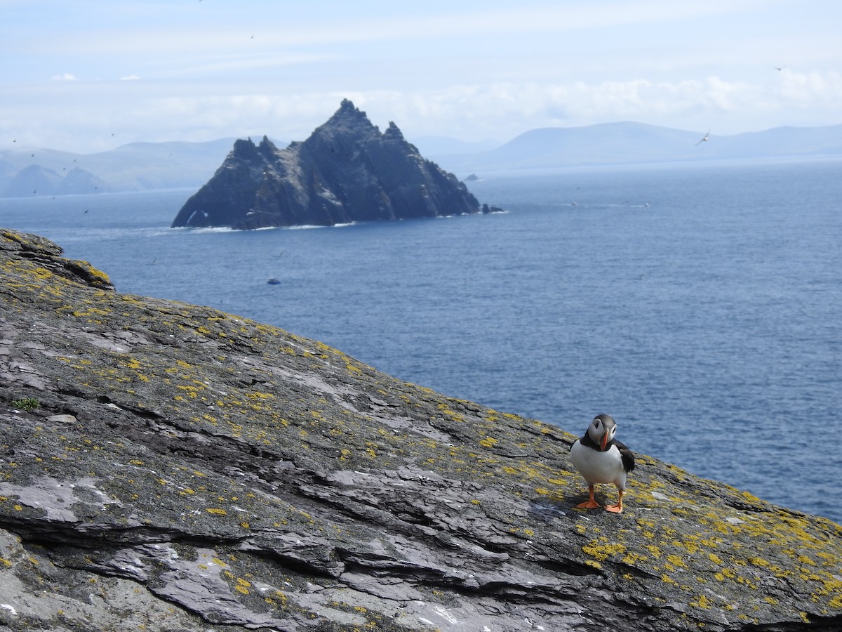 Atlantic Puffin - ML621946872