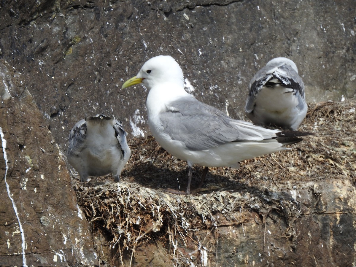 Black-legged Kittiwake - ML621946961