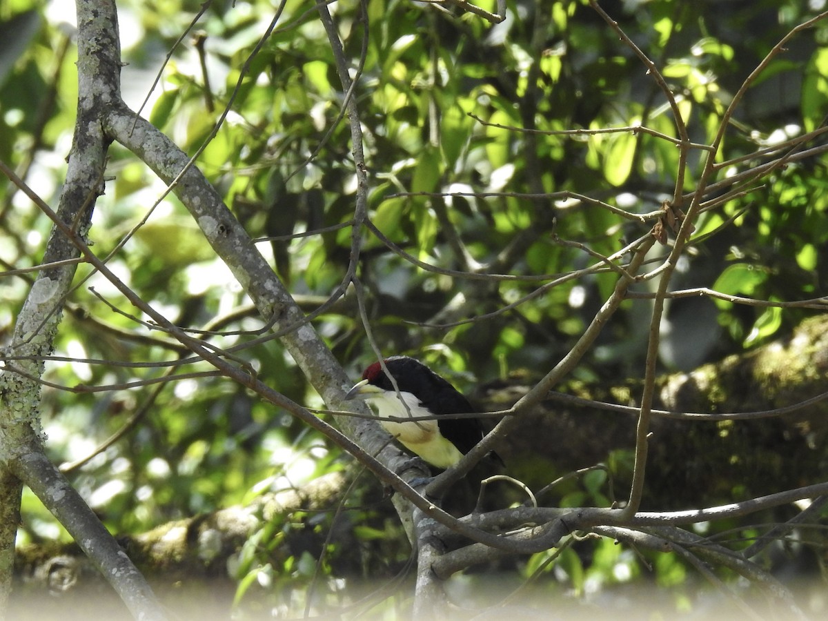 White-mantled Barbet - ML621946969