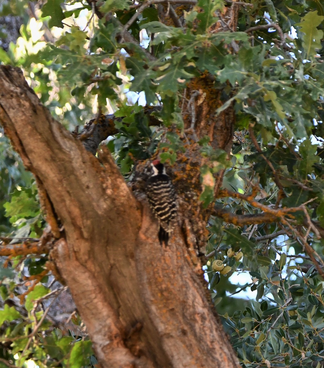 Nuttall's Woodpecker - Lael Rudisill