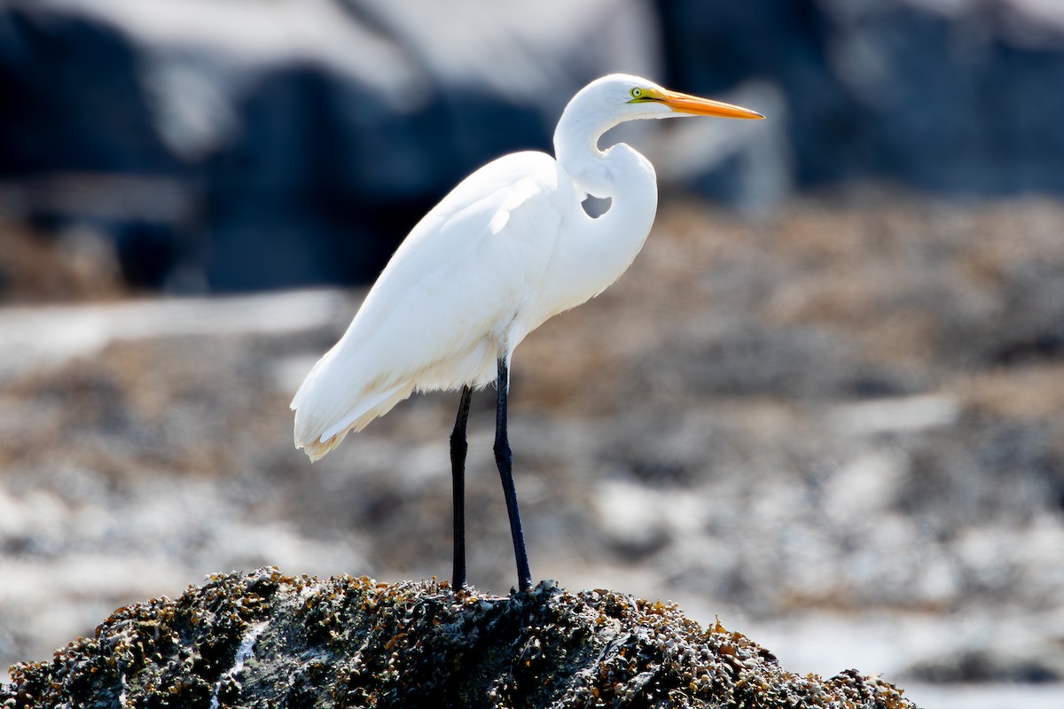 Great Egret - ML621947043