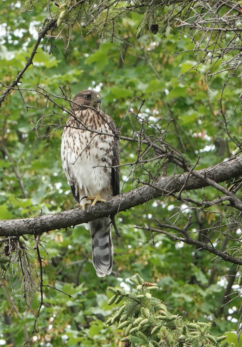 Cooper's Hawk - Nancy Henke