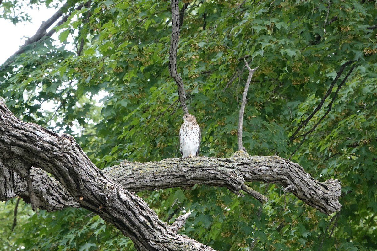 Cooper's Hawk - Nancy Henke