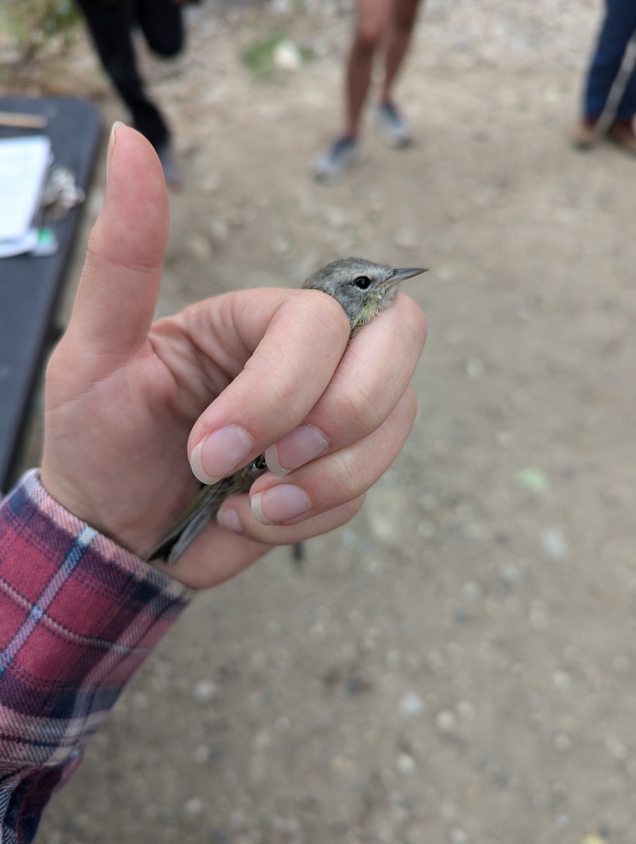 Orange-crowned Warbler - Heidi Ware Carlisle