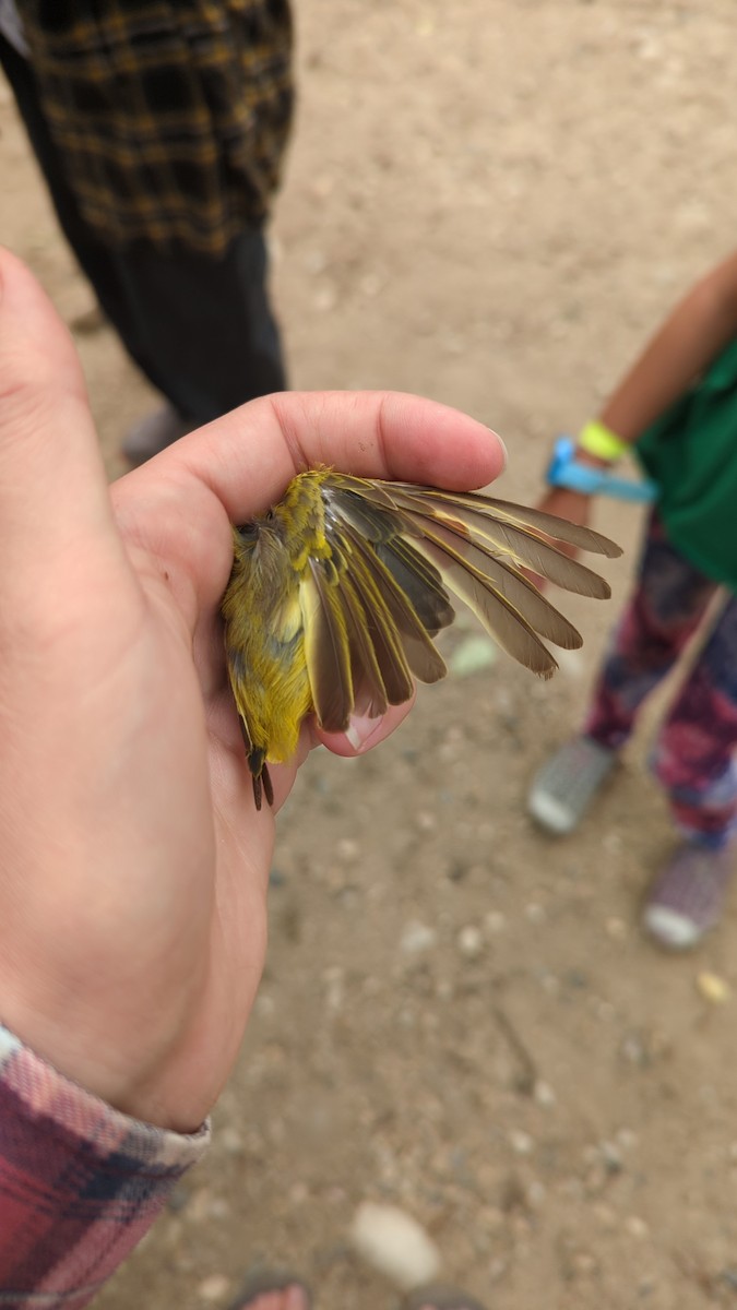 Paruline jaune - ML621947168