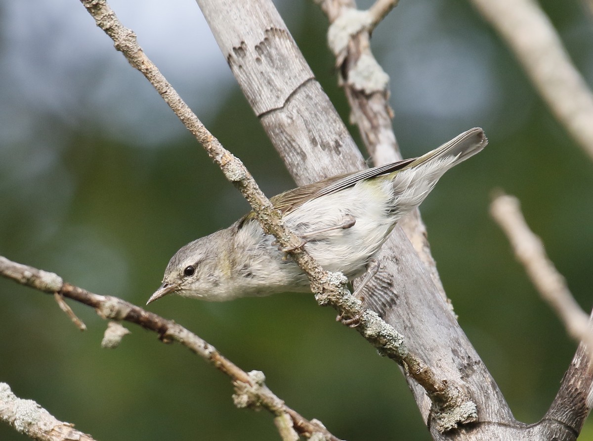 Tennessee Warbler - ML621947235