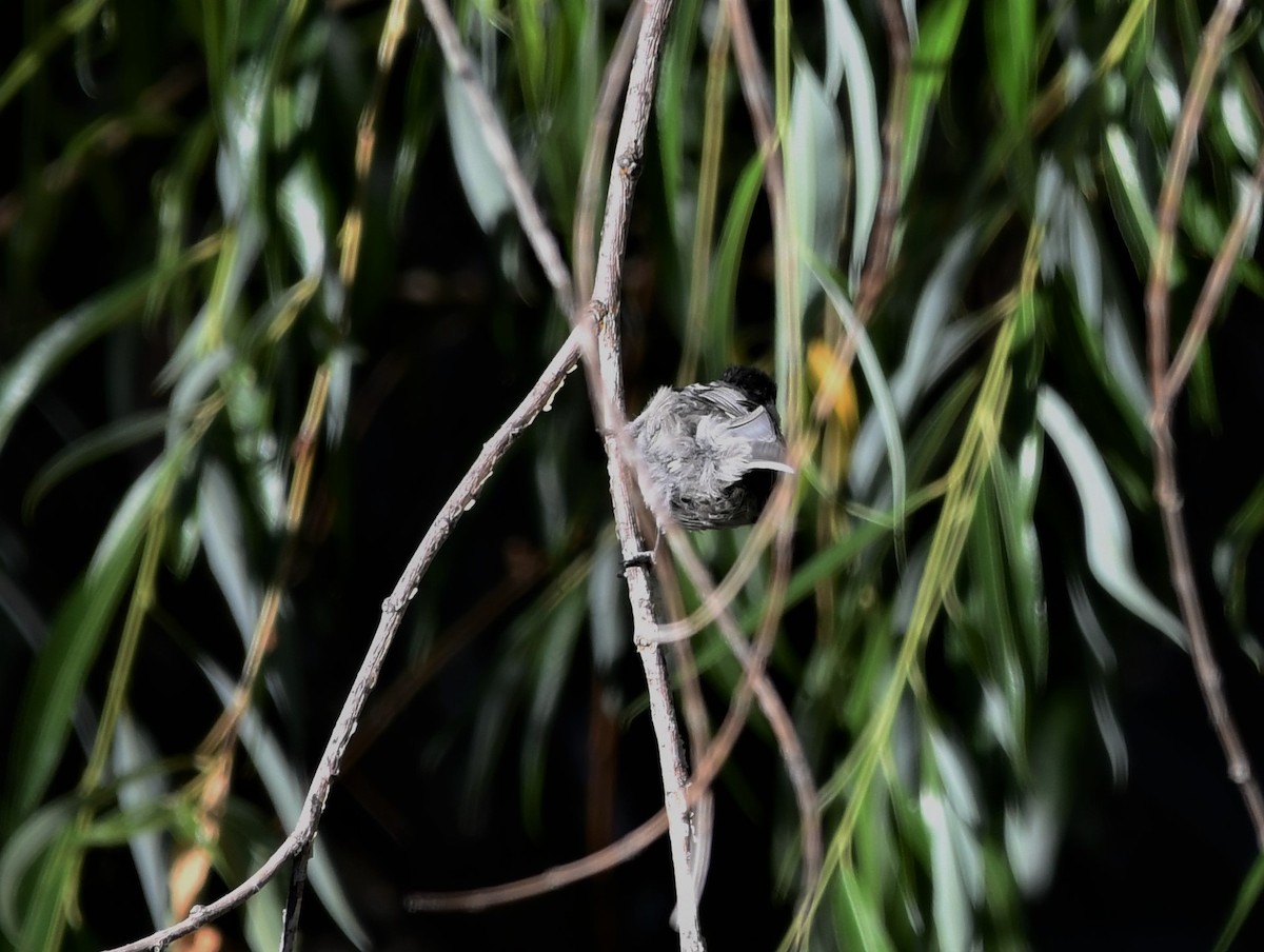 Mountain Chickadee - ML621947240