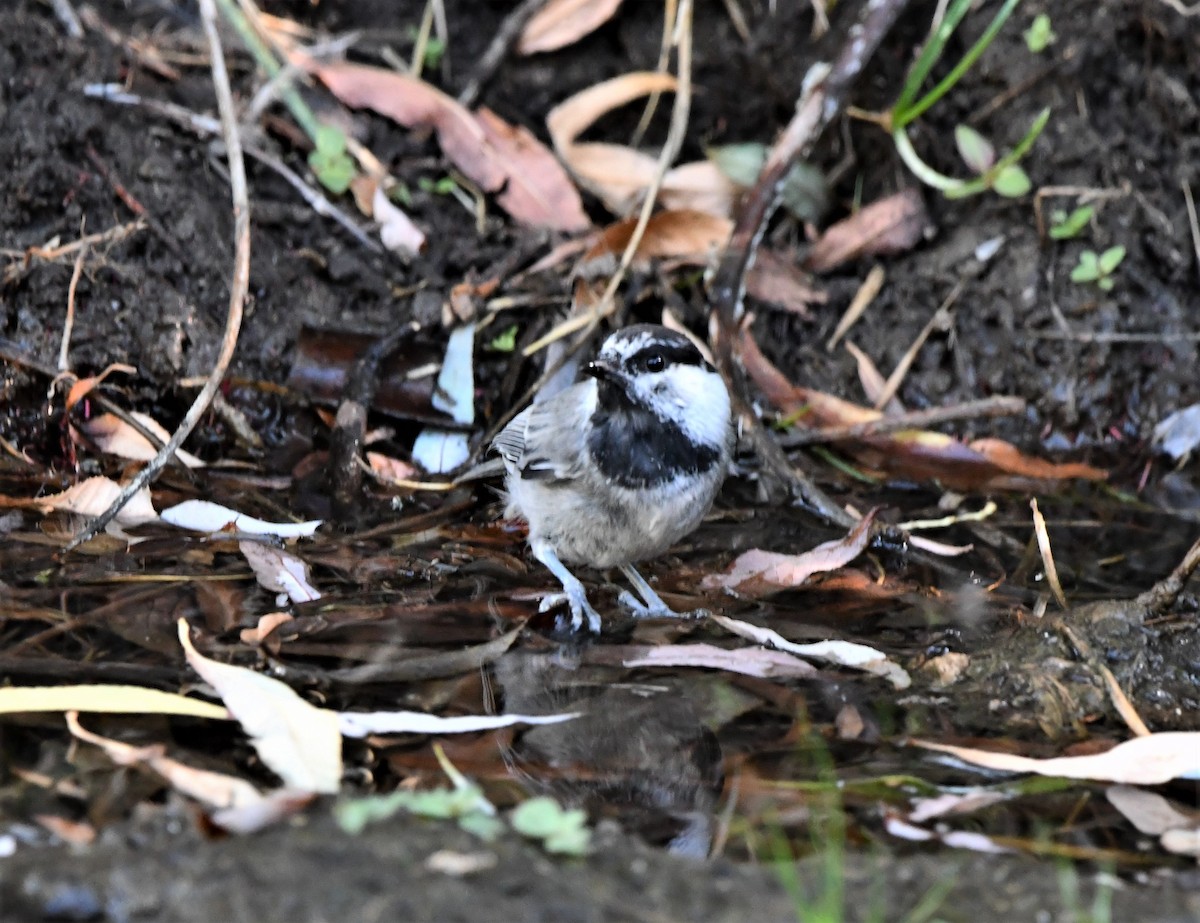 Mountain Chickadee - ML621947253