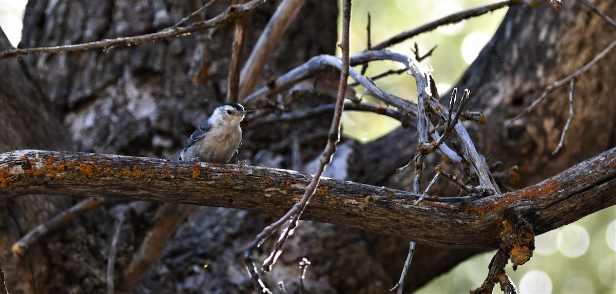 White-breasted Nuthatch - ML621947291