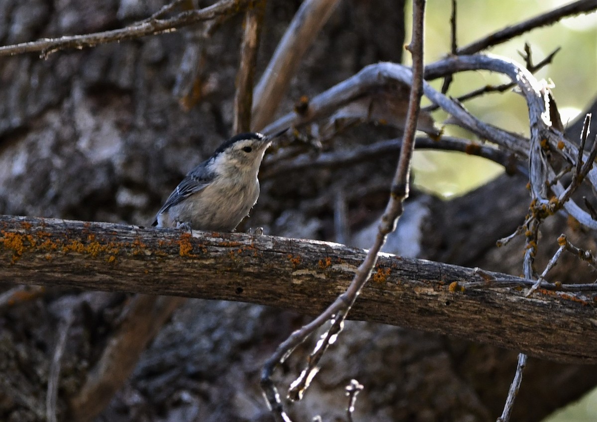 White-breasted Nuthatch - ML621947293