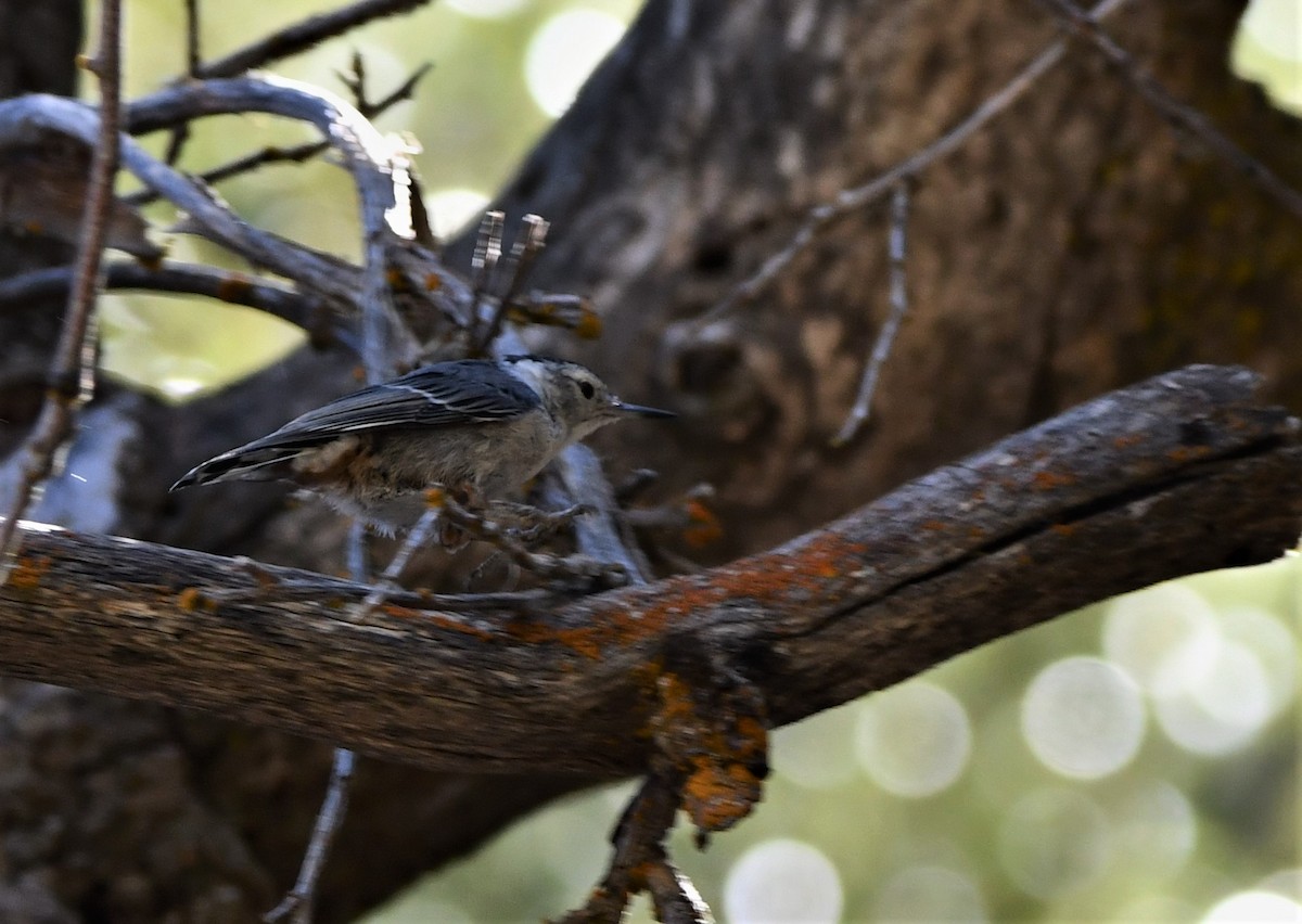 White-breasted Nuthatch - ML621947298